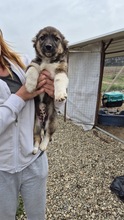 GINA, Hund, Mischlingshund in Bulgarien - Bild 1