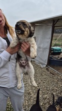 GINA, Hund, Mischlingshund in Bulgarien - Bild 2