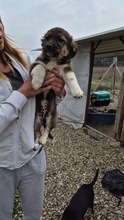 GINA, Hund, Mischlingshund in Bulgarien - Bild 3