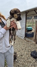 GINA, Hund, Mischlingshund in Bulgarien - Bild 4