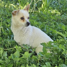YOLA, Hund, Mischlingshund in Rumänien - Bild 1