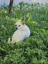 YOLA, Hund, Mischlingshund in Rumänien - Bild 2