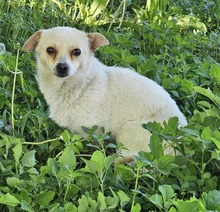 YOLA, Hund, Mischlingshund in Rumänien - Bild 3
