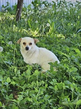 YOLA, Hund, Mischlingshund in Rumänien - Bild 4
