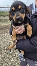 FIONA, Hund, Mischlingshund in Bulgarien - Bild 1