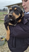 FIONA, Hund, Mischlingshund in Bulgarien - Bild 2