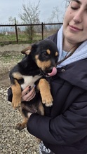 FIONA, Hund, Mischlingshund in Bulgarien - Bild 3