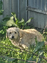 MANILA, Hund, Mischlingshund in Rumänien - Bild 2