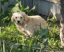MANILA, Hund, Mischlingshund in Rumänien - Bild 3