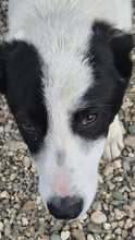 ESTELLE, Hund, Mischlingshund in Bulgarien - Bild 1