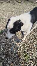 ESTELLE, Hund, Mischlingshund in Bulgarien - Bild 2