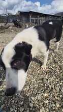 ESTELLE, Hund, Mischlingshund in Bulgarien - Bild 3
