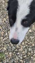 ESTELLE, Hund, Mischlingshund in Bulgarien - Bild 5