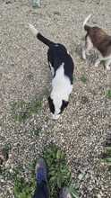ESTELLE, Hund, Mischlingshund in Bulgarien - Bild 6