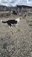 ESTELLE, Hund, Mischlingshund in Bulgarien - Bild 7