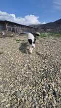ESTELLE, Hund, Mischlingshund in Bulgarien - Bild 8