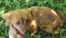 LIMA, Hund, Mischlingshund in Rumänien