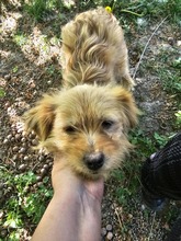PINA, Hund, Mischlingshund in Rumänien - Bild 1