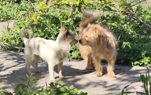 PINA, Hund, Mischlingshund in Rumänien - Bild 2