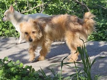 PINA, Hund, Mischlingshund in Rumänien - Bild 3