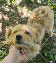 PINA, Hund, Mischlingshund in Rumänien - Bild 4
