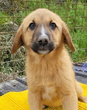 TILDA, Hund, Mischlingshund in Kroatien - Bild 1