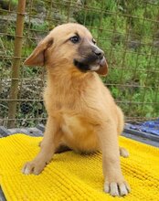 TILDA, Hund, Mischlingshund in Kroatien - Bild 2