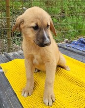 TILDA, Hund, Mischlingshund in Kroatien - Bild 3