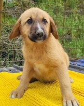 TILDA, Hund, Mischlingshund in Kroatien - Bild 4
