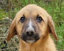 TILDA, Hund, Mischlingshund in Kroatien - Bild 5