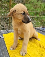 TILDA, Hund, Mischlingshund in Kroatien - Bild 6