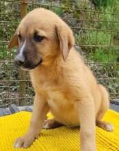 TILDA, Hund, Mischlingshund in Kroatien - Bild 7