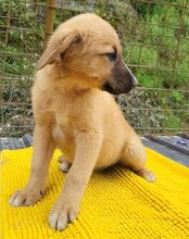 TILDA, Hund, Mischlingshund in Kroatien - Bild 8