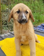 TILDA, Hund, Mischlingshund in Kroatien - Bild 9