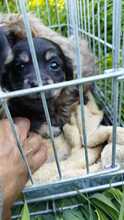 AYLA, Hund, Mischlingshund in Rumänien - Bild 2