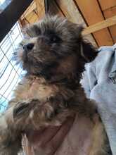 AURA, Hund, Mischlingshund in Rumänien - Bild 2