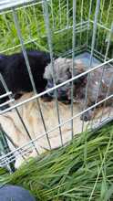 AURA, Hund, Mischlingshund in Rumänien - Bild 7