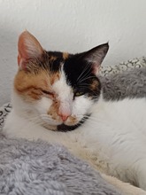 ALBA, Katze, Europäisch Kurzhaar in Lohr - Bild 1