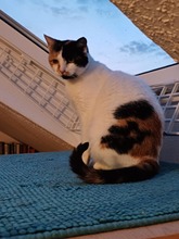 ALBA, Katze, Europäisch Kurzhaar in Lohr - Bild 2