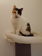 ALBA, Katze, Europäisch Kurzhaar in Lohr - Bild 3