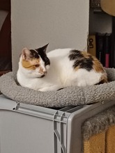 ALBA, Katze, Europäisch Kurzhaar in Lohr - Bild 4