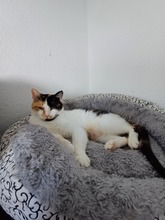 ALBA, Katze, Europäisch Kurzhaar in Lohr - Bild 5