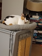 ALBA, Katze, Europäisch Kurzhaar in Lohr - Bild 6