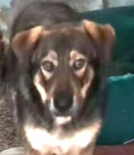 BRUNO2, Hund, Mischlingshund in Portugal - Bild 1