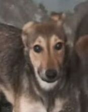 MATILDE, Hund, Mischlingshund in Portugal - Bild 1