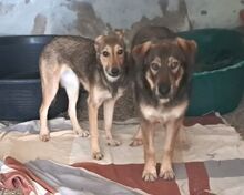 MATILDE, Hund, Mischlingshund in Portugal - Bild 2