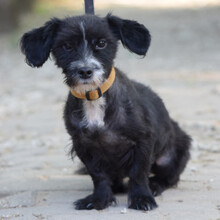 HUGO, Hund, Mischlingshund in Ungarn - Bild 1