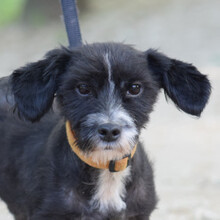 HUGO, Hund, Mischlingshund in Ungarn - Bild 2