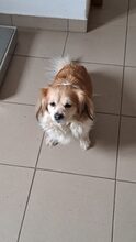 CHERY, Hund, Mischlingshund in Ungarn - Bild 2