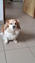 CHERY, Hund, Mischlingshund in Ungarn - Bild 3